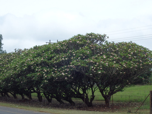 Magnolia like plants.